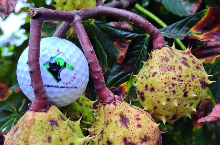 Golfball in Kastanienbaum